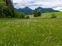 Wollgras auf feuchter Wiese unweit des Moorbades